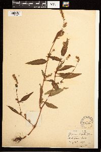 Persicaria lapathifolia image