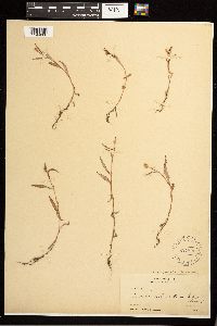 Persicaria lapathifolia image