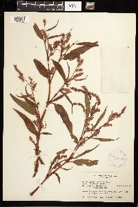 Persicaria lapathifolia image