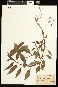 Persicaria lapathifolia image