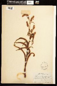 Persicaria lapathifolia image