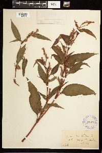 Persicaria lapathifolia image