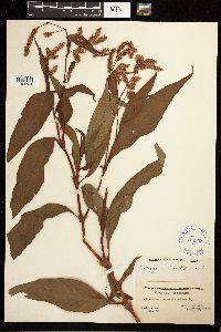 Persicaria lapathifolia image