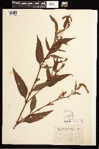 Persicaria lapathifolia image