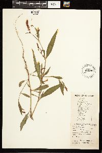 Persicaria lapathifolia image