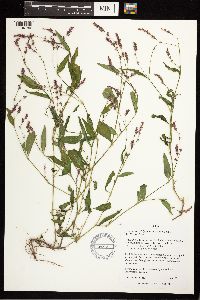 Image of Persicaria longiseta