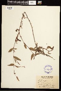 Persicaria maculosa image