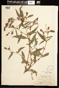 Persicaria maculosa image