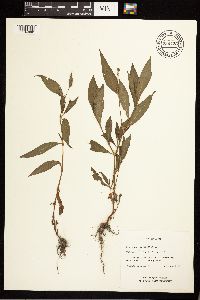 Persicaria maculosa image