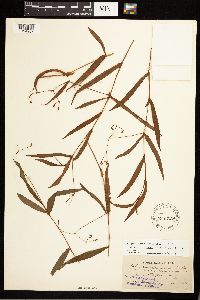 Persicaria meisneriana image