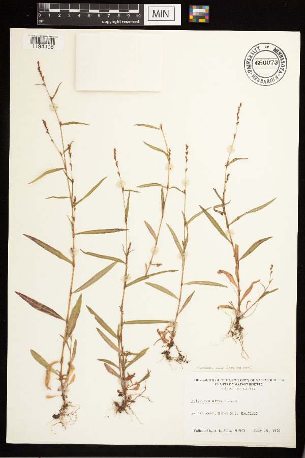 Persicaria minor image