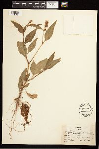 Persicaria pensylvanica image