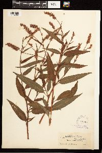 Persicaria pensylvanica image