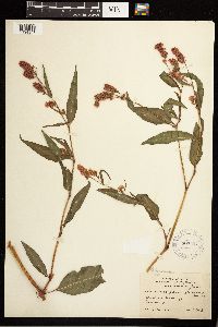 Persicaria pensylvanica image