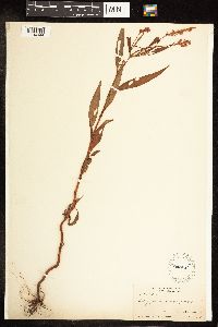 Persicaria pensylvanica image