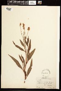 Persicaria pensylvanica image