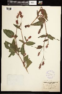 Persicaria pensylvanica image