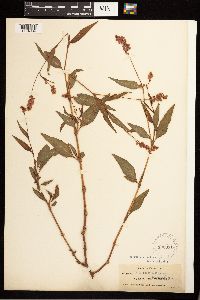 Persicaria pensylvanica image