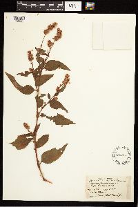 Persicaria pensylvanica image