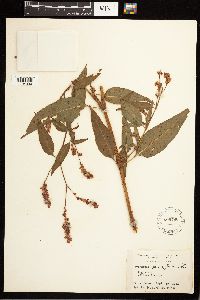 Persicaria pensylvanica image