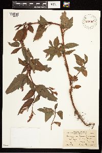 Persicaria pensylvanica image