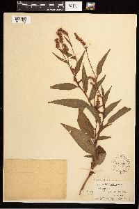 Persicaria pensylvanica image