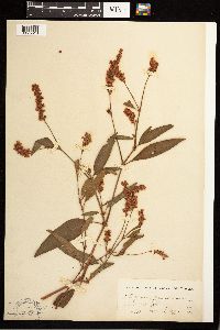 Persicaria pensylvanica image