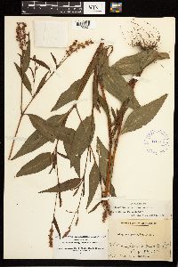 Persicaria pensylvanica image