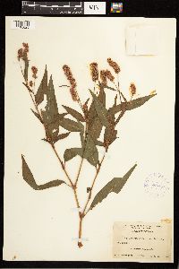 Persicaria pensylvanica image