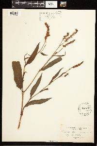 Persicaria pensylvanica image