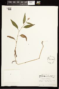 Persicaria pensylvanica image