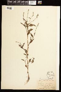 Persicaria punctata image