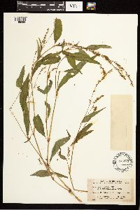 Persicaria punctata image