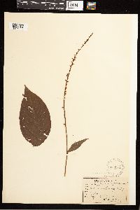 Persicaria virginiana image