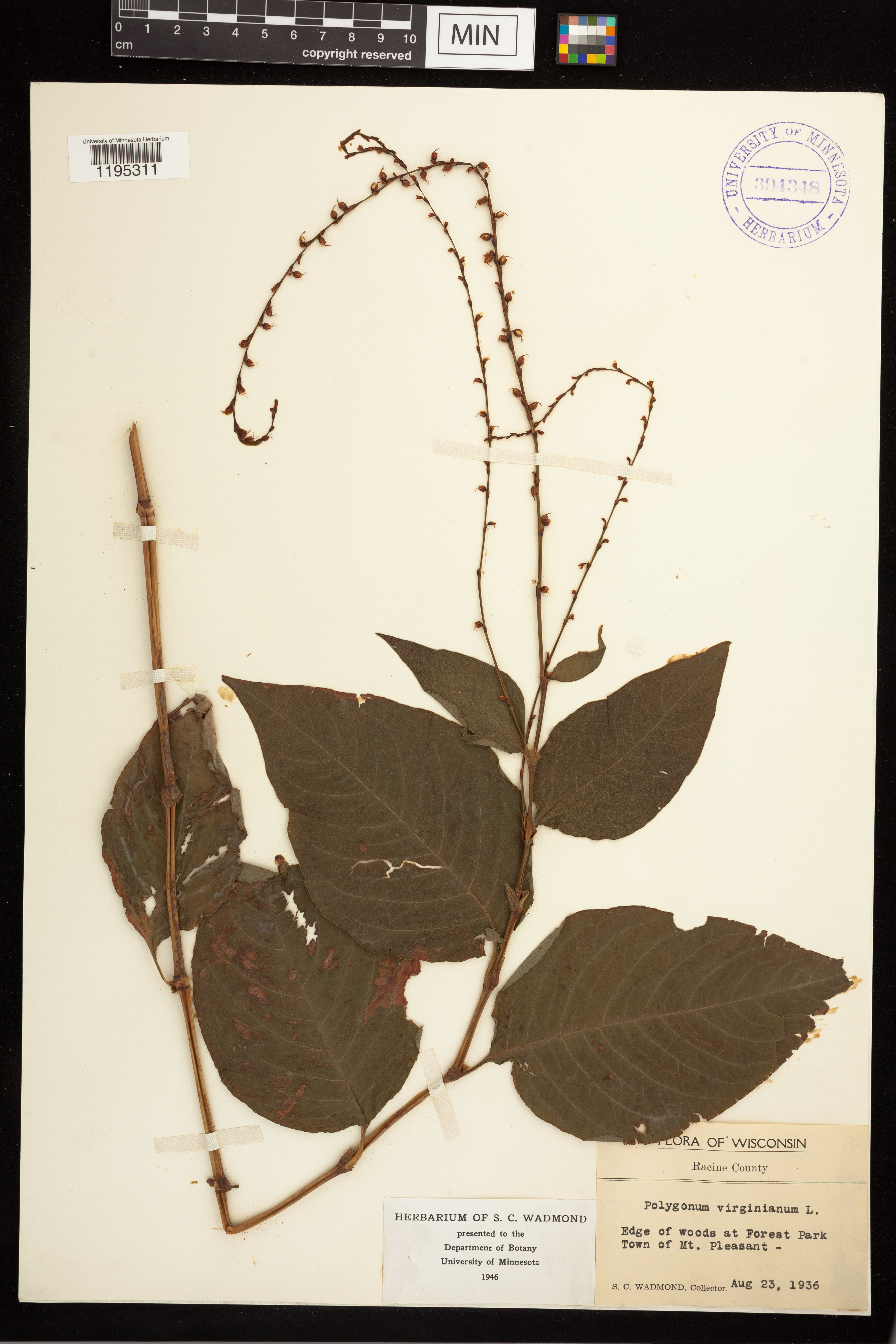 Persicaria virginiana image