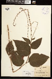 Persicaria virginiana image