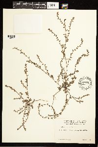 Polygonum aviculare image