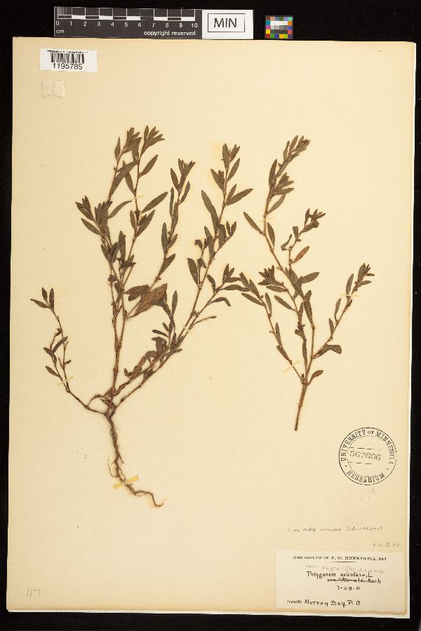 Polygonum aviculare image