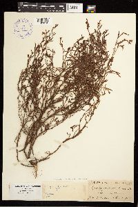 Polygonum aviculare subsp. rurivagum image