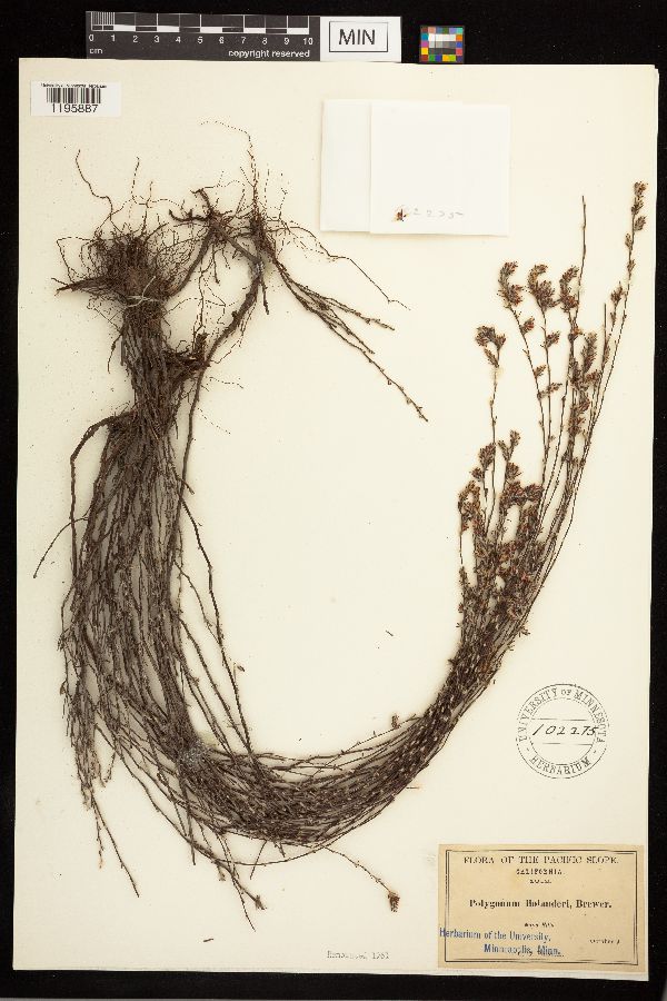 Polygonum bolanderi image