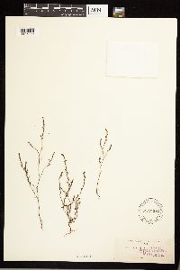 Polygonum californicum image