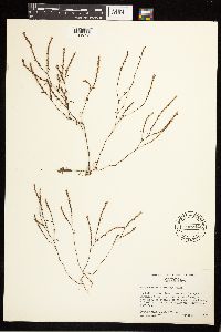 Polygonum californicum image
