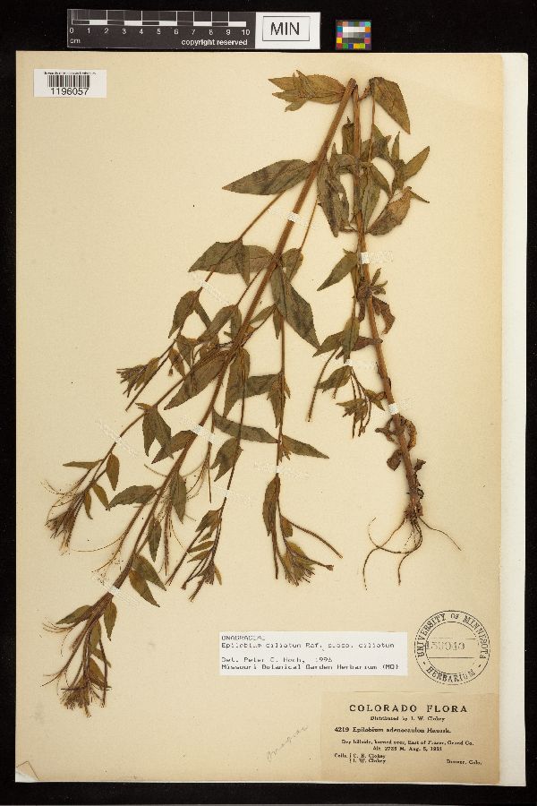 Epilobium ciliatum subsp. ciliatum image