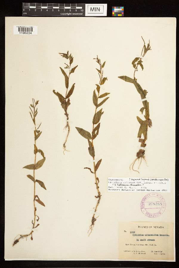 Epilobium ciliatum x halleanum image