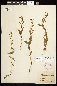 Image of Epilobium ciliatum x halleanum