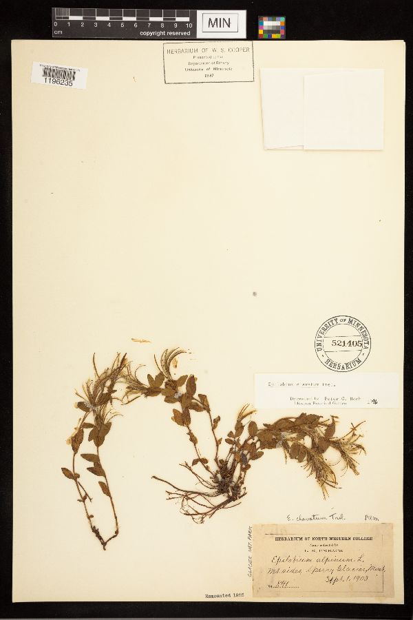 Epilobium clavatum image