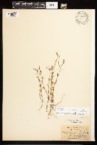 Epilobium foliosum image