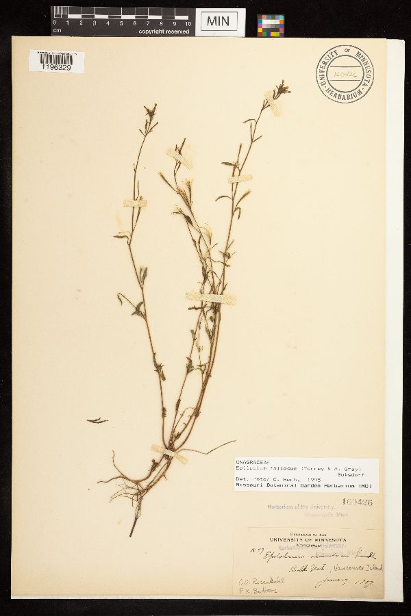 Epilobium foliosum image