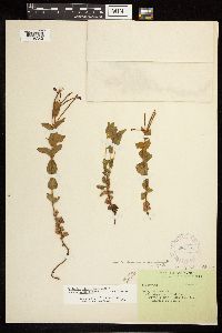 Epilobium glaberrimum subsp. fastigiatum image