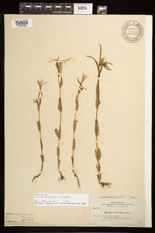 Epilobium halleanum image